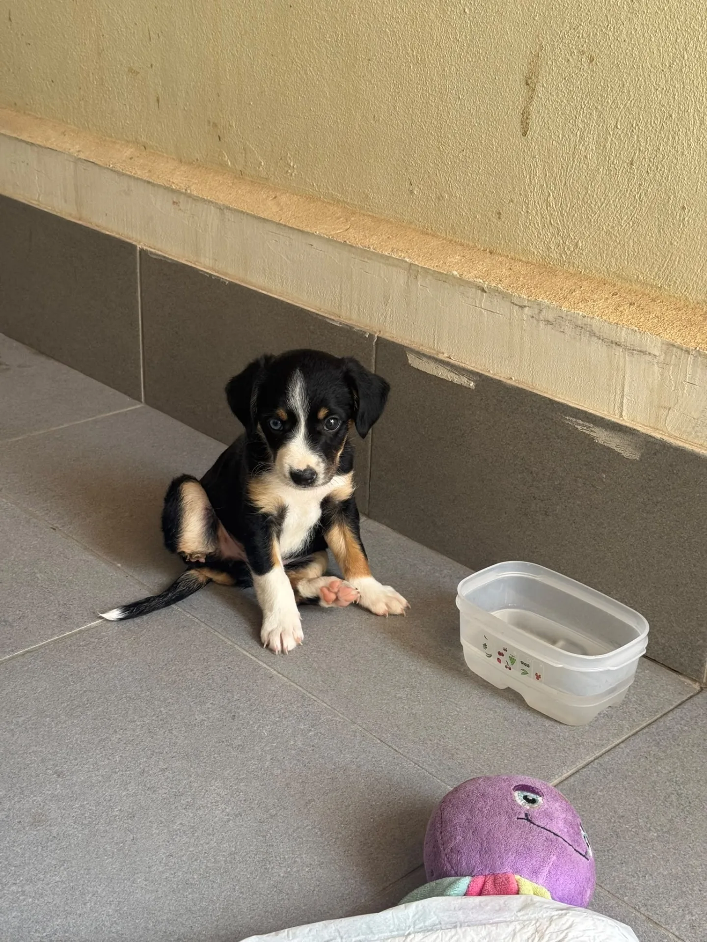 Blu, cane Meticcia in adozione a Siracusa - foto 5
