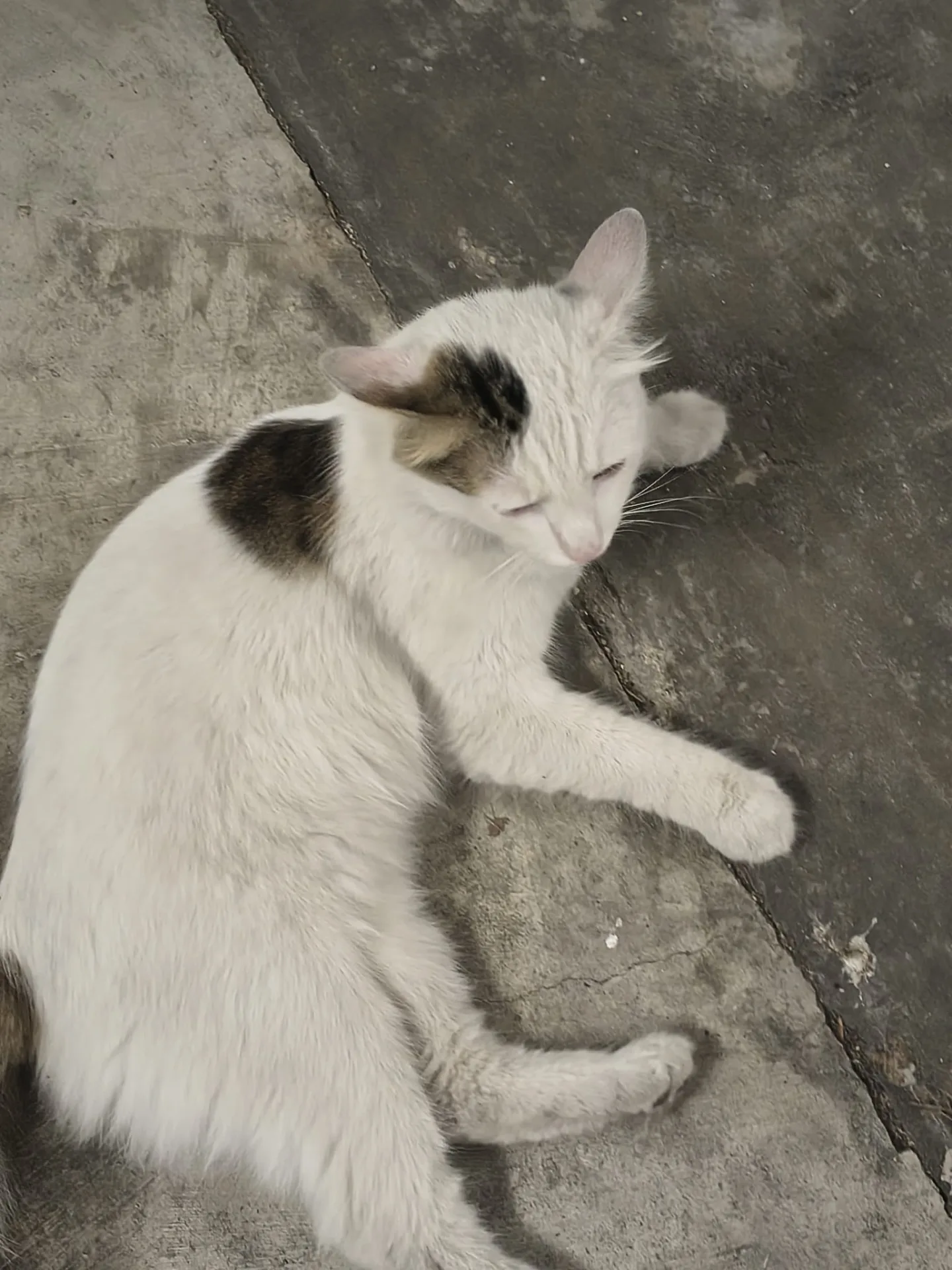 Agostino, gatto Gatto Europeo in adozione a Roma - foto 2