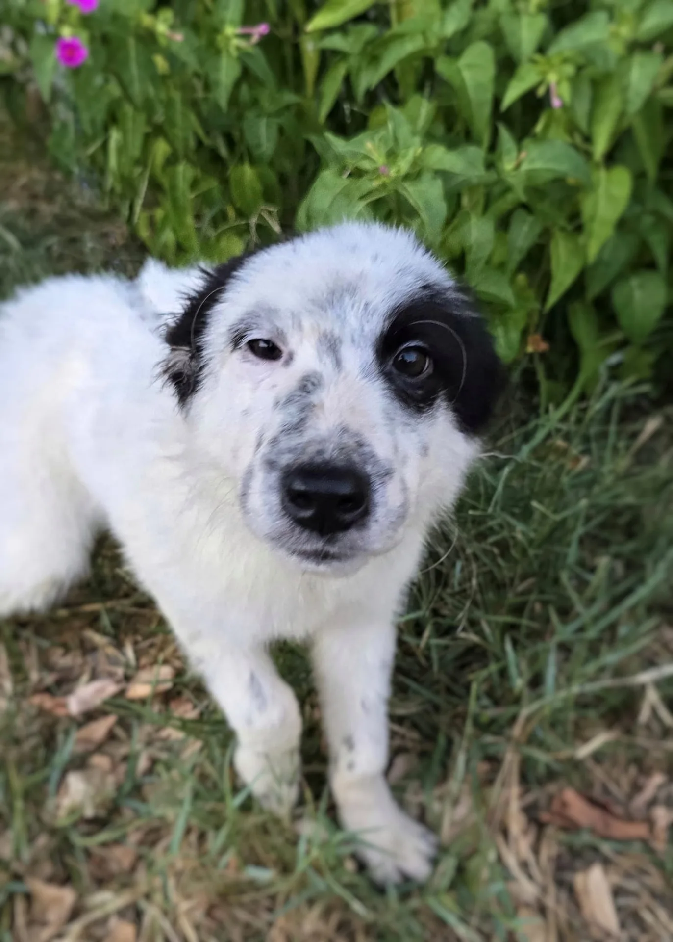 Romolo, cane Meticcio in adozione a Crotone - foto 2