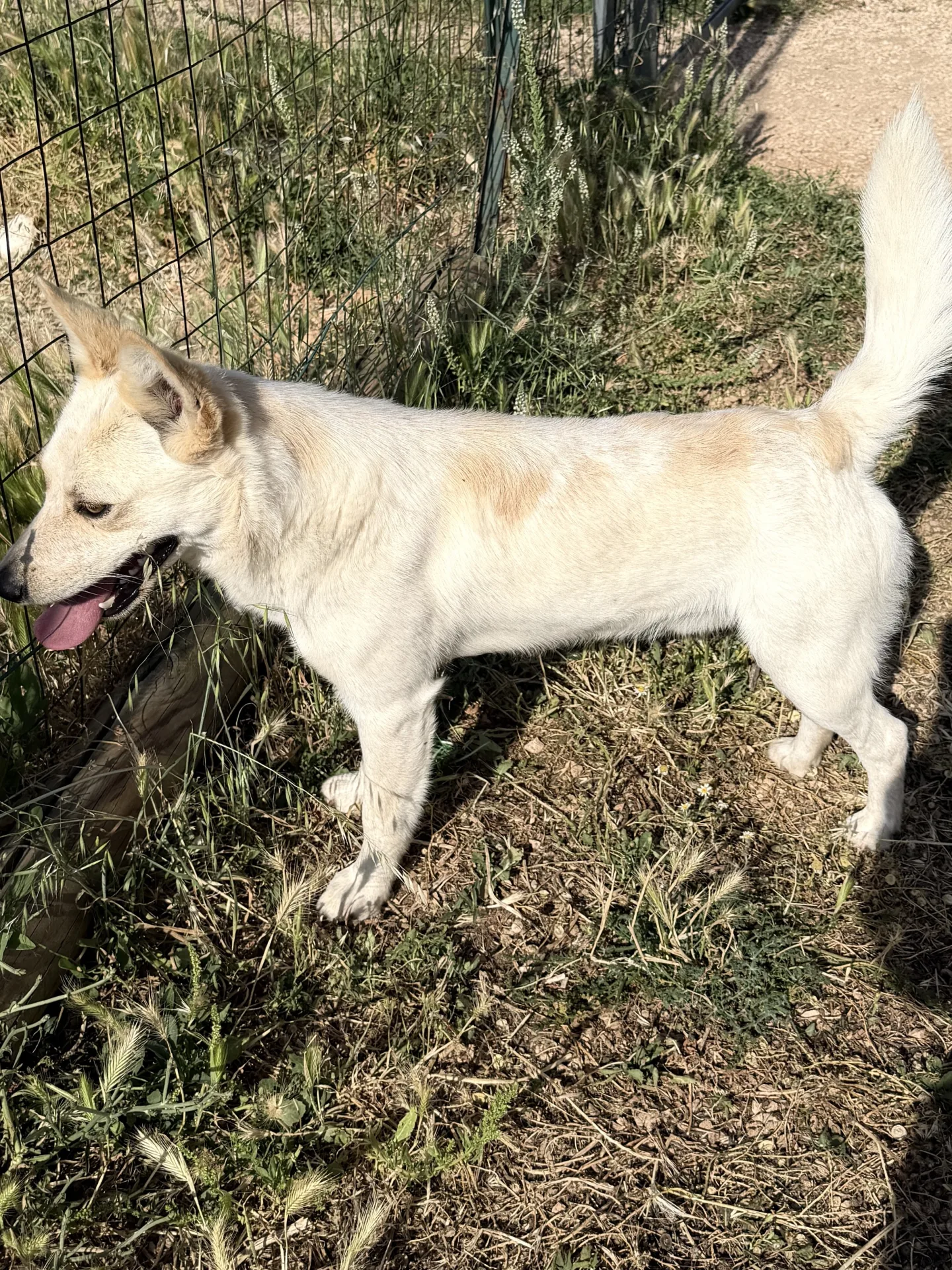 Max, cane Meticcio simil volpino in adozione a Bari - foto 4