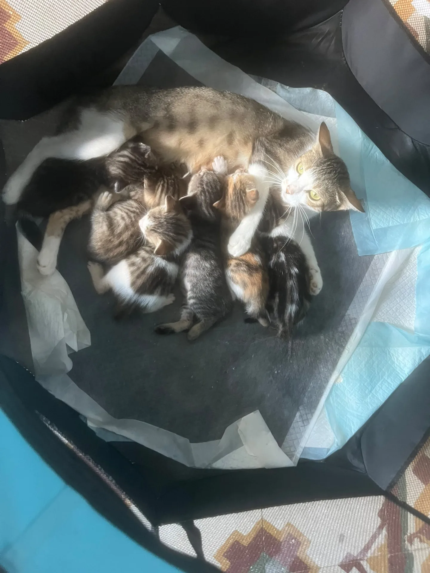 In attesa di scelta, gatto Europea in adozione a Vibo Valentia - foto 3
