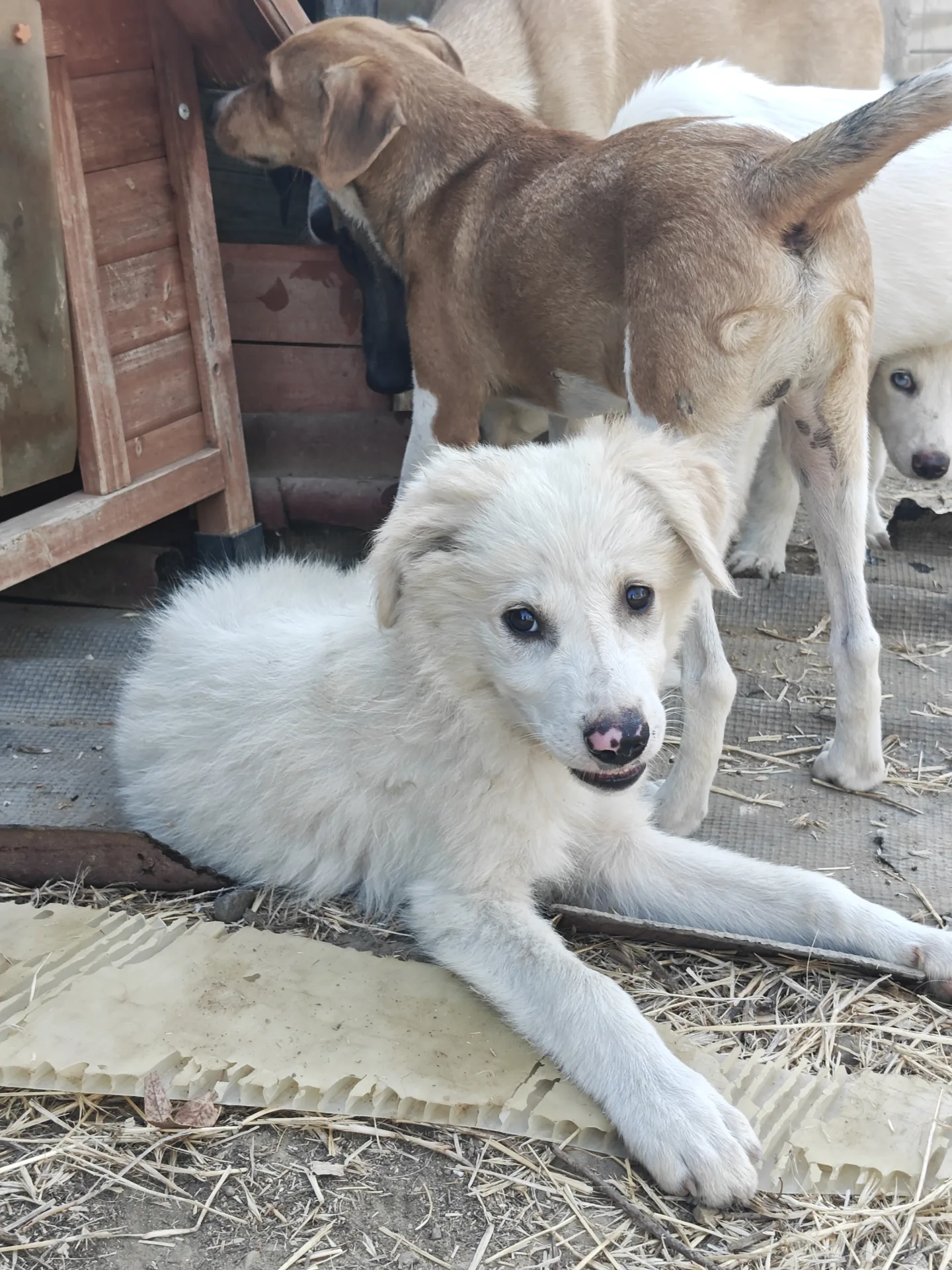 Milly, cane Mix maremmano in adozione a Trapani - foto 3