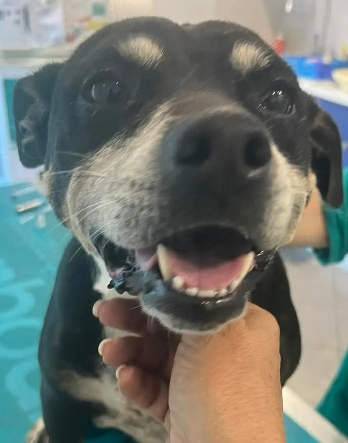 Nena, cane Meticcio in adozione a Siracusa - foto 3