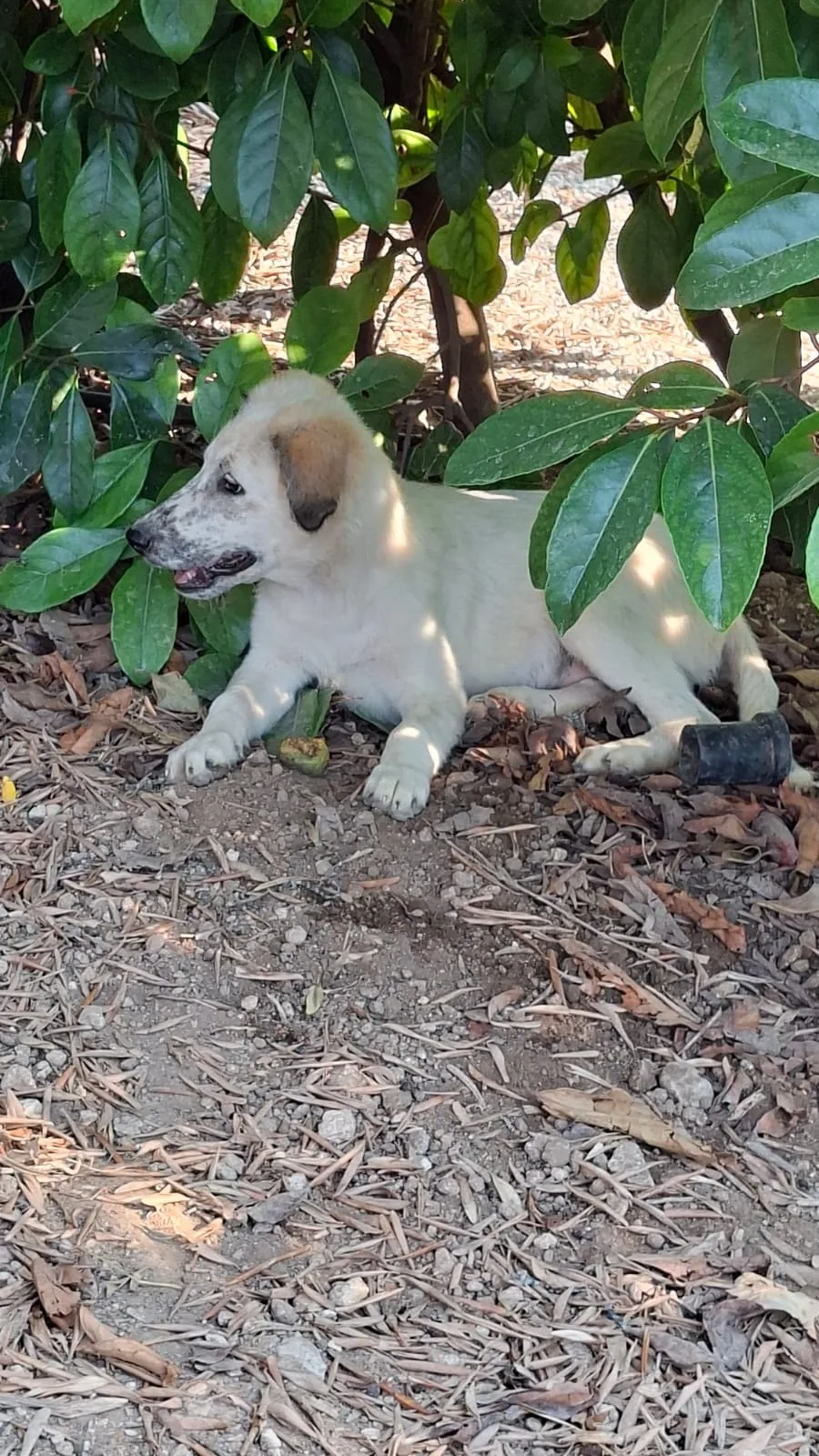 Katia, cane Meticcio in adozione a Bari - foto 3