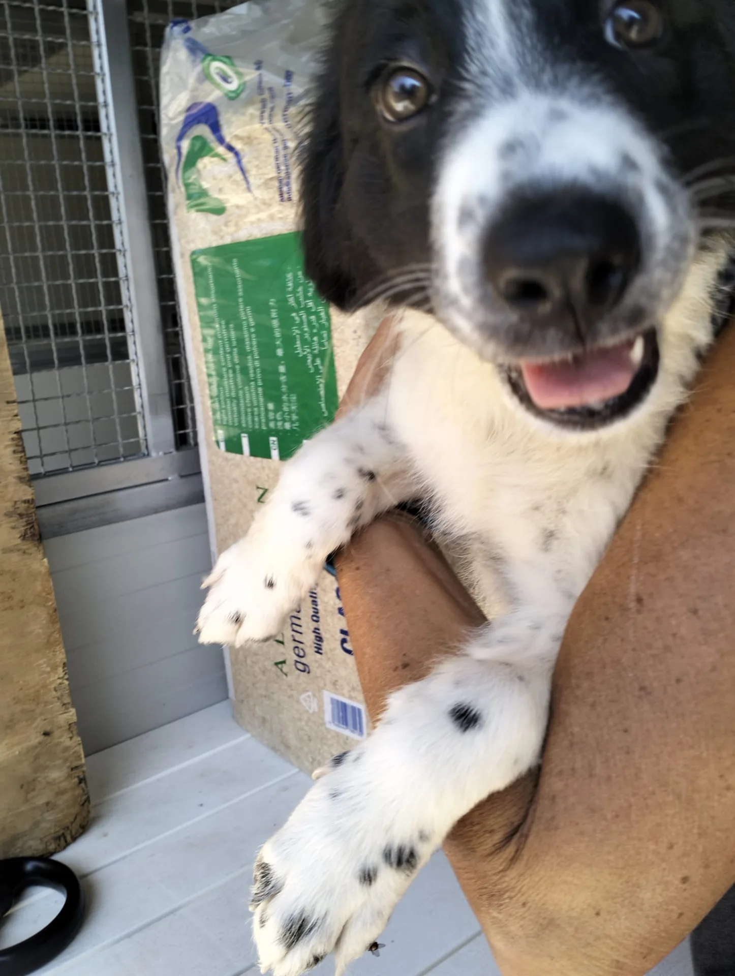 Stella, cane Meticcio in adozione a Ragusa