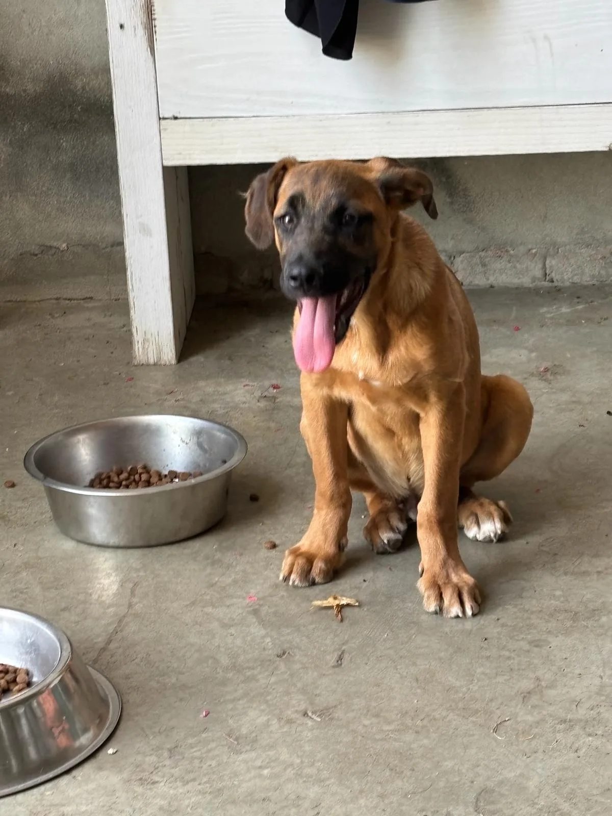 Zigo, cane Meticcio in adozione a Piacenza - foto 5