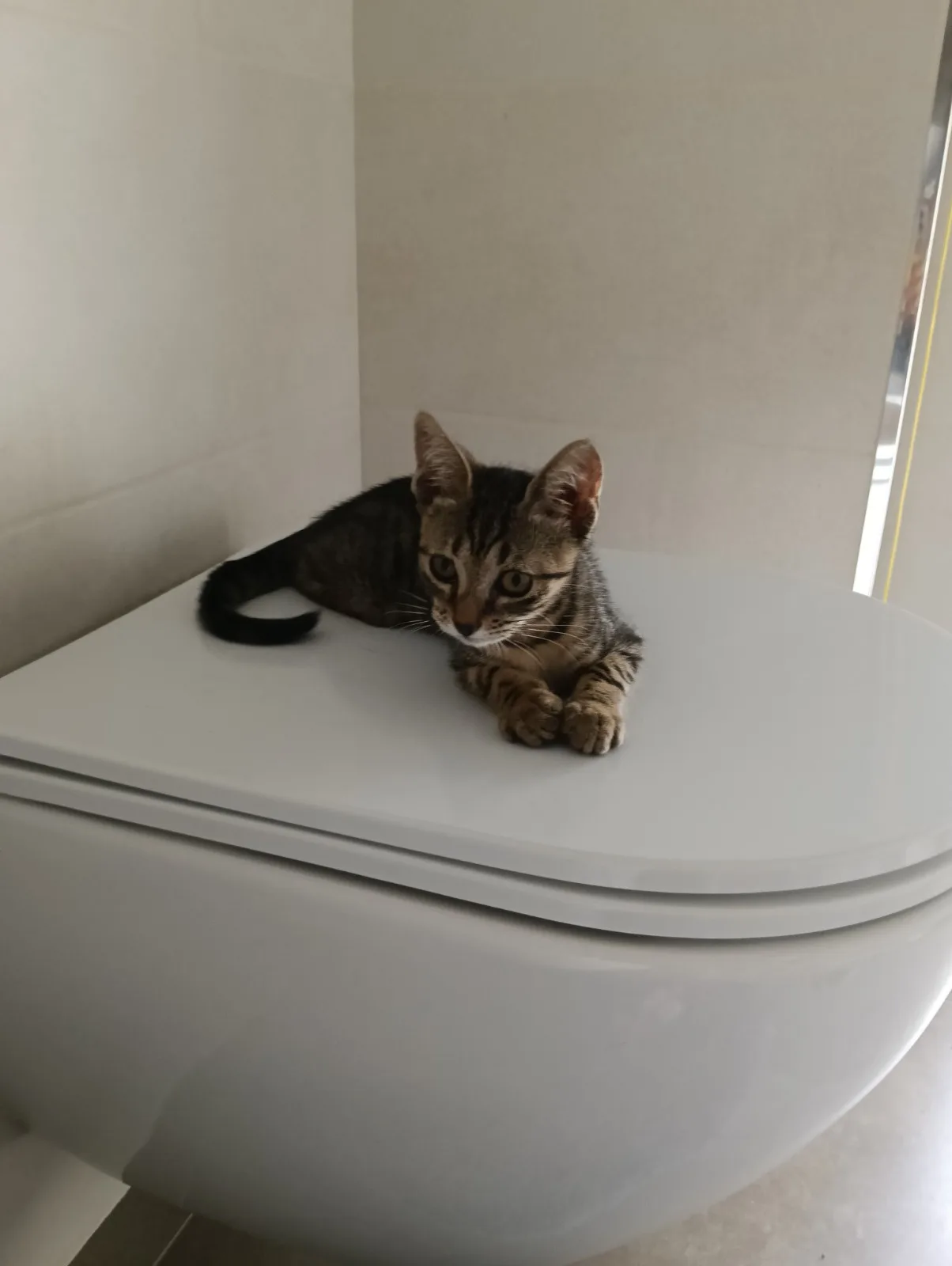 Foto 3 di Calendula, gatto Europeo in adozione