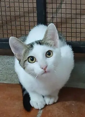 Marlon, gatto in adozione a Latina - foto 1