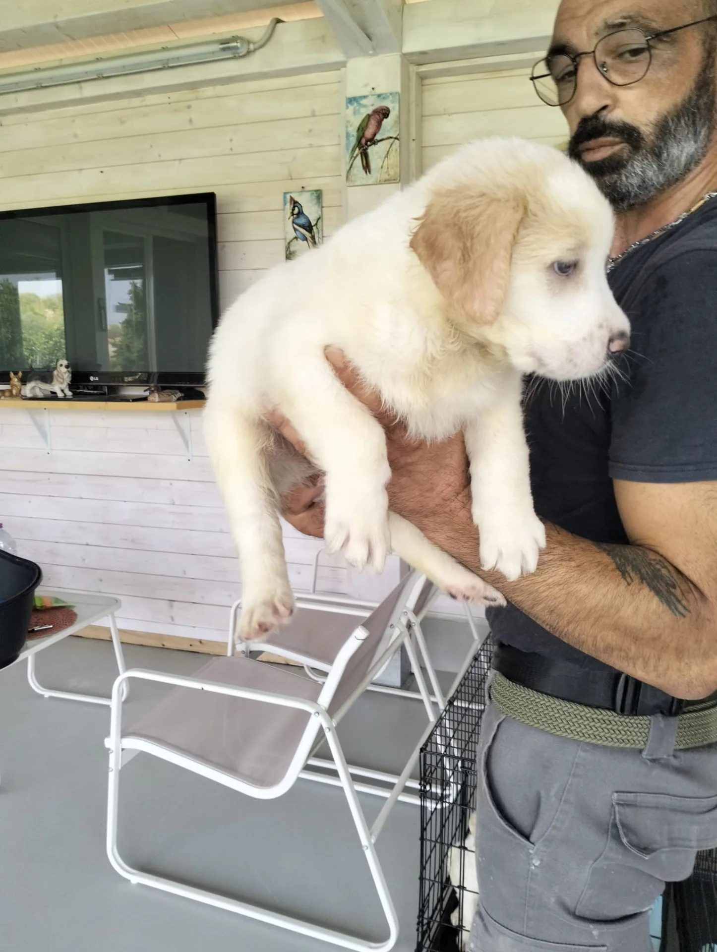 Pepa, cane Meticcio in adozione a Siracusa - foto 3