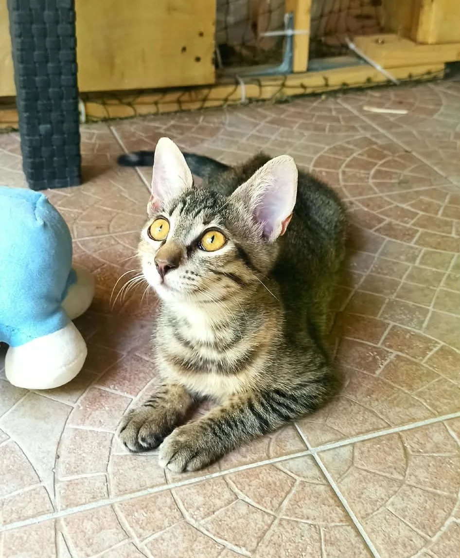 Nina, gatto Europeo in adozione a Crotone - foto 3
