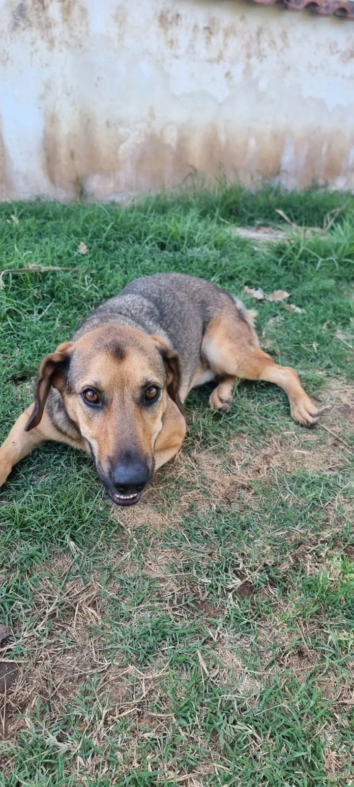 Archimede, cane meticcio in adozione a Latina - foto 5