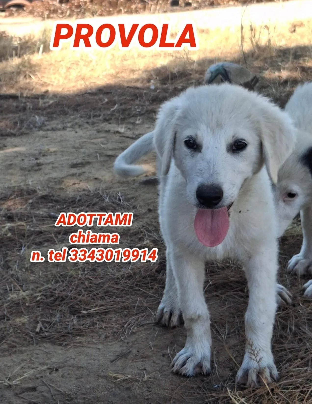 Provola, cane Mix Maremmano in adozione a Crotone