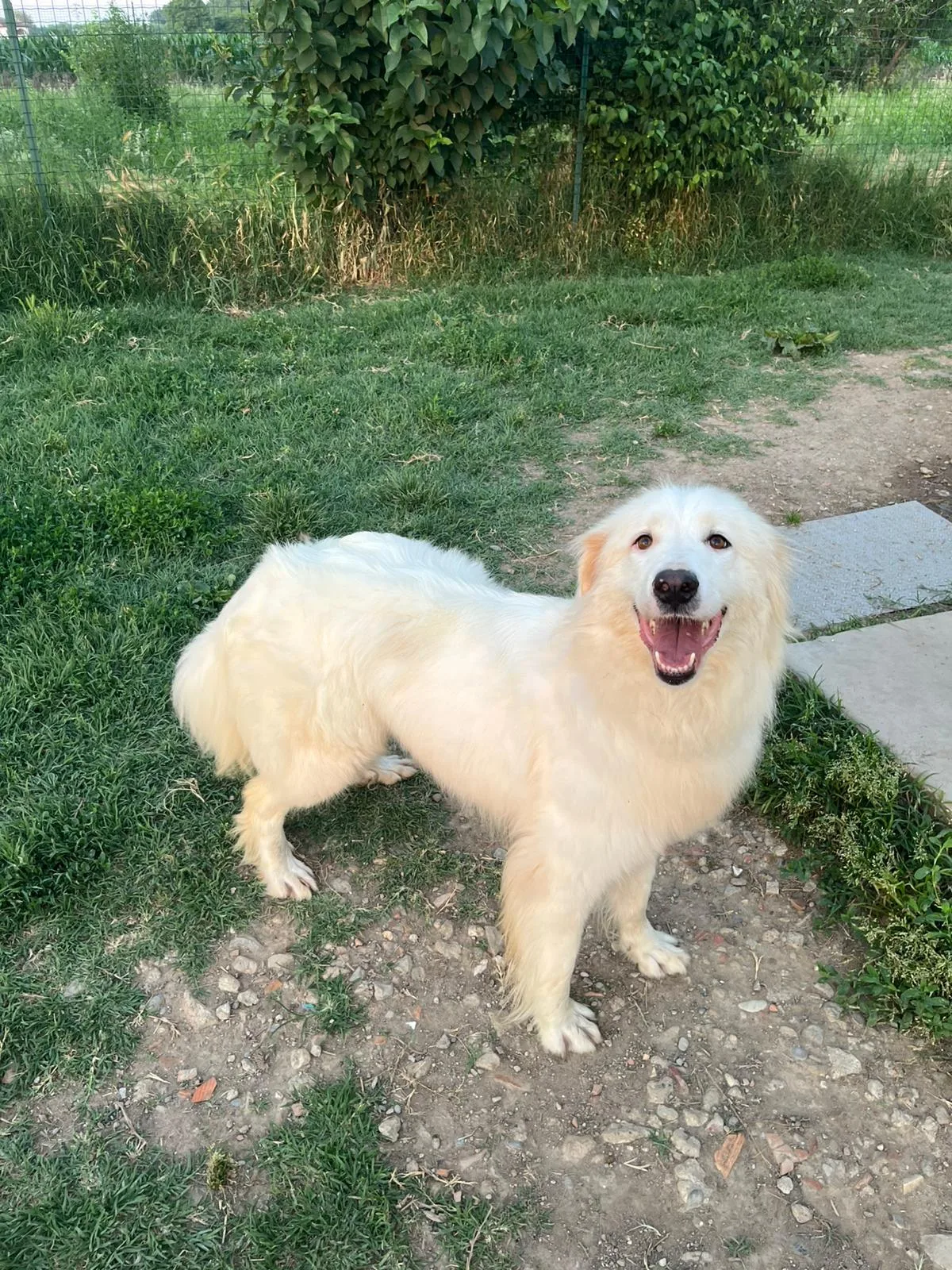 Biancaneve, cane Meticcio in adozione a Novara - foto 3