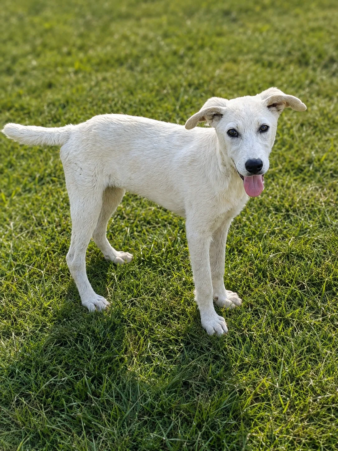 Blondie, cane Meticcio in adozione a Trapani