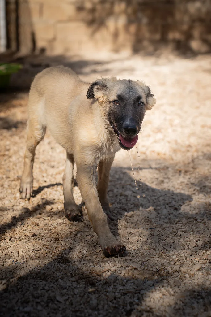 Valeria 💗, cane Meticcio in adozione a Bari - foto 2