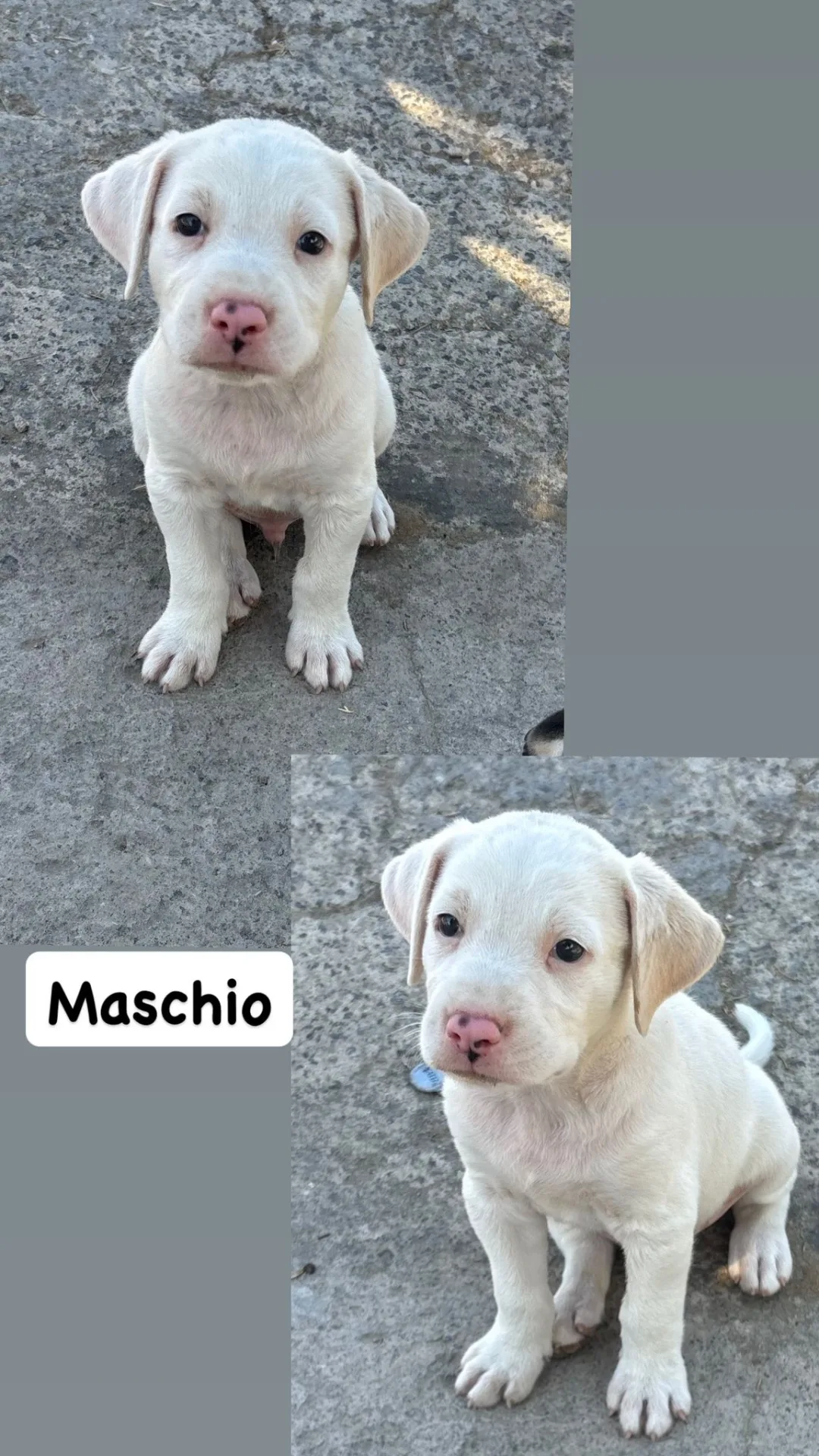 Rio, cane Meticcio in adozione a Caltanissetta