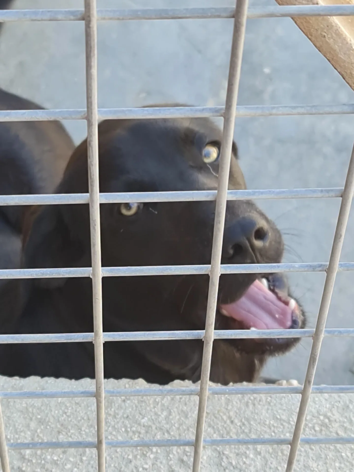 Leonard, cane Meticcio in adozione a Trapani - foto 5