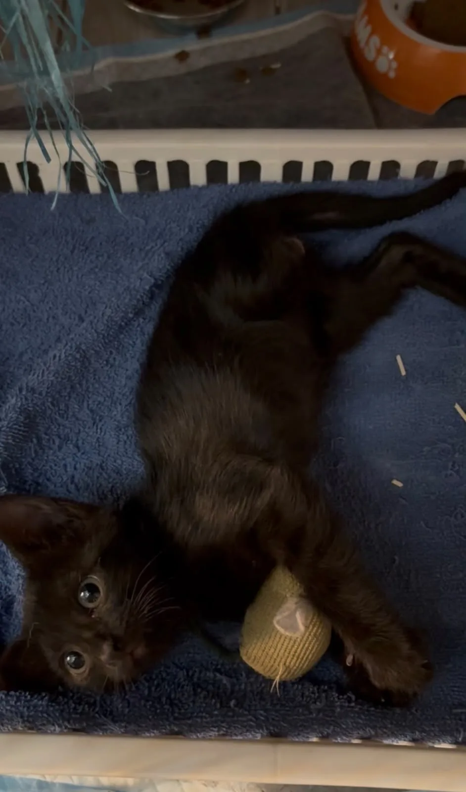 Nikita, gatto Metticio in adozione a Crotone - foto 2