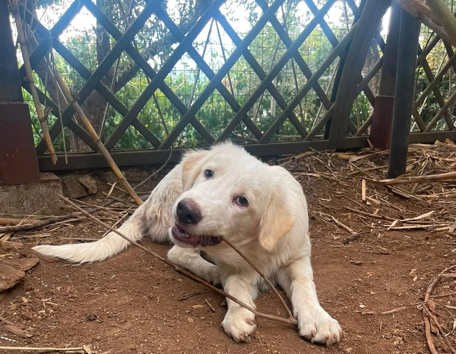 Marella, cane meticcio in adozione a Latina - foto 4