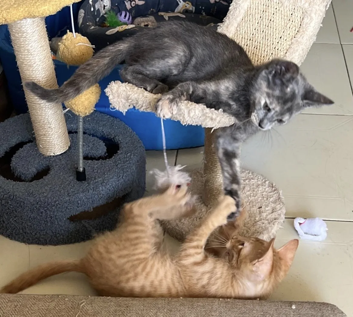 Simba e Nala, cane Europeo in adozione a Vibo Valentia - foto 5