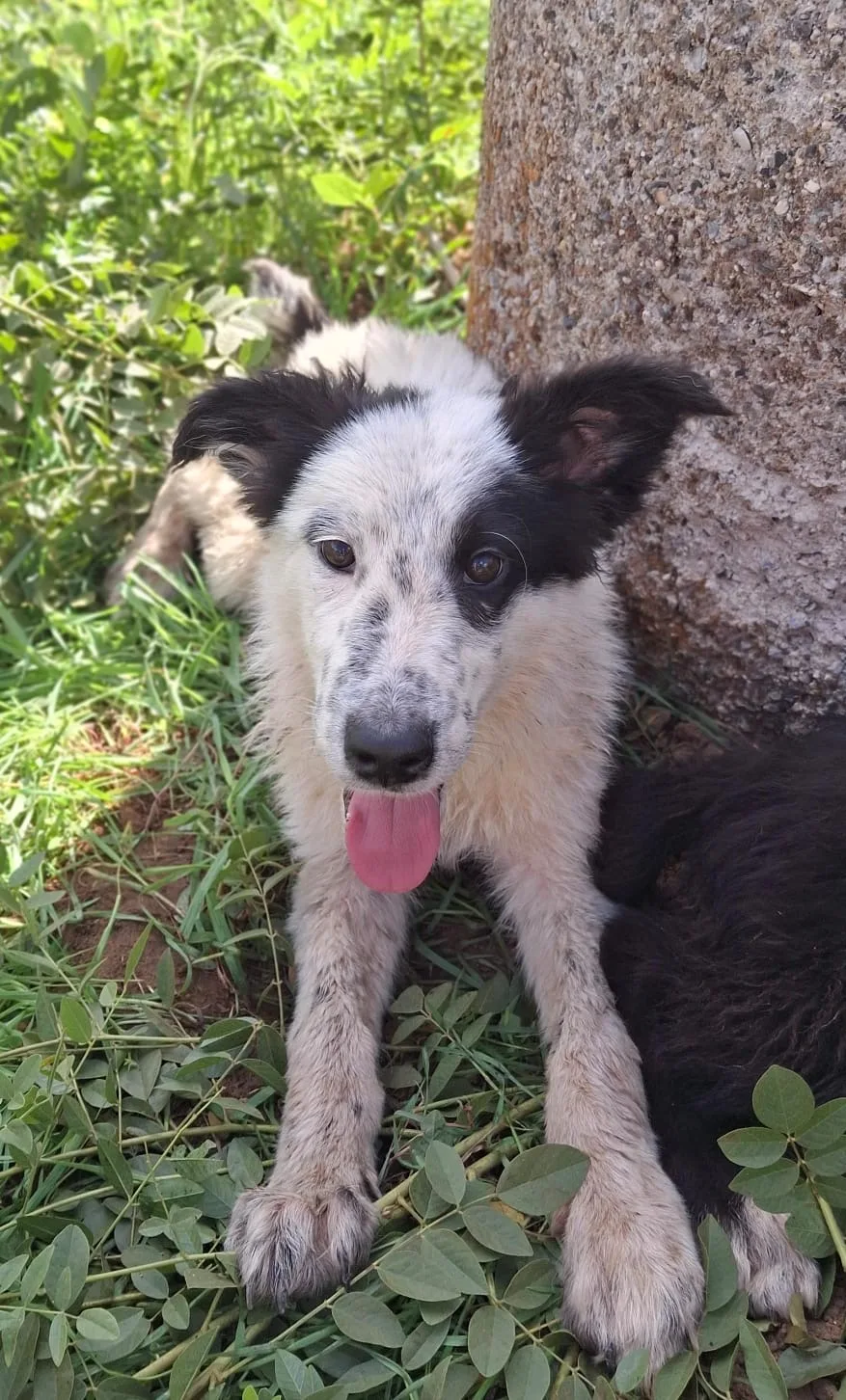 Romolo, cane Meticcio in adozione a Crotone