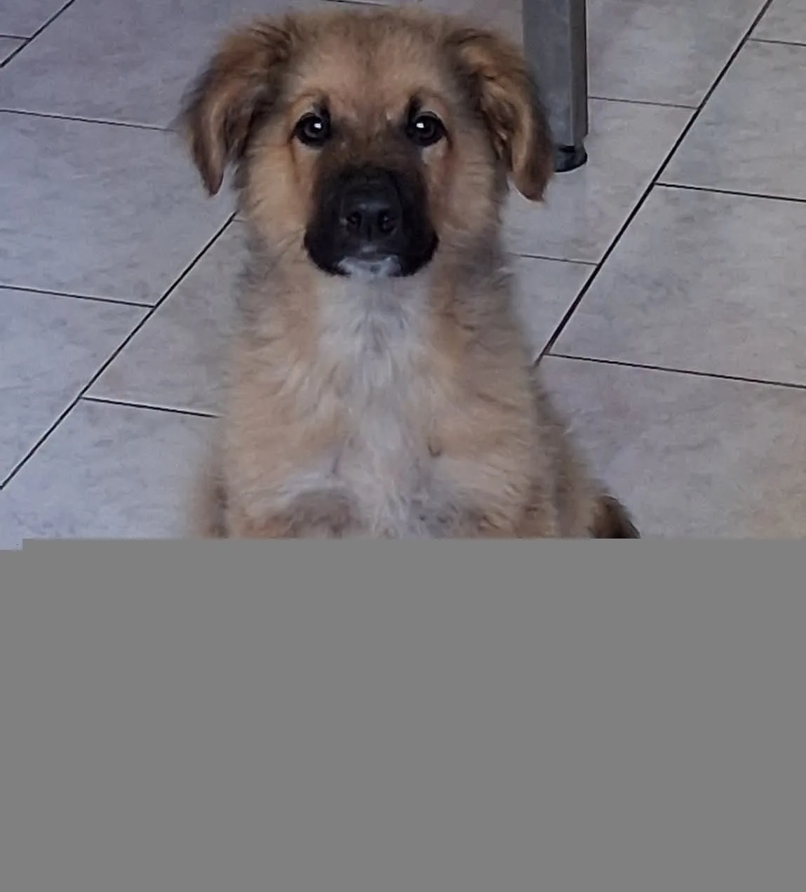 Junke, cane Meticcio in adozione a Vibo Valentia