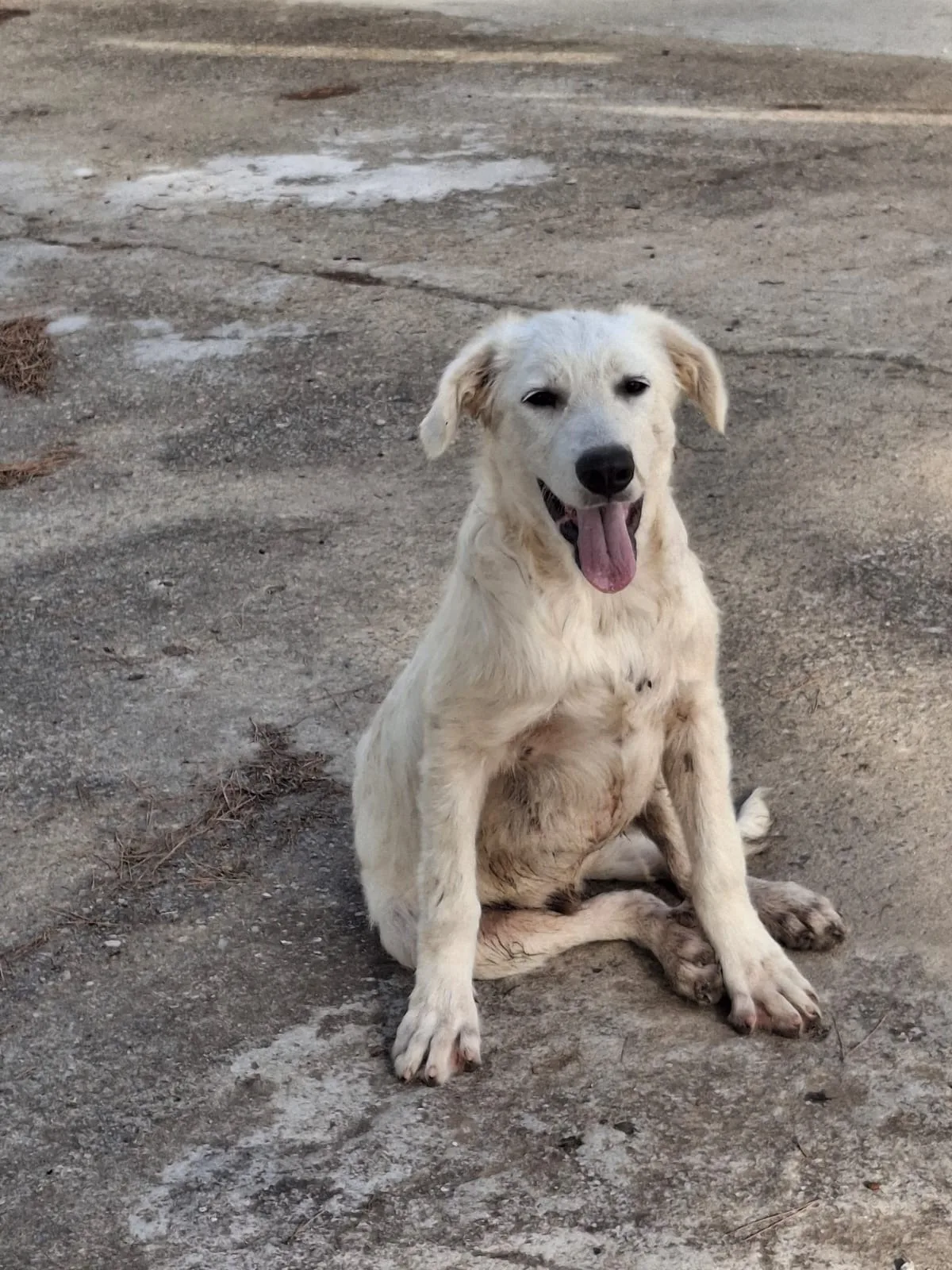 Strudel, cane Meticcio in adozione a Crotone - foto 2