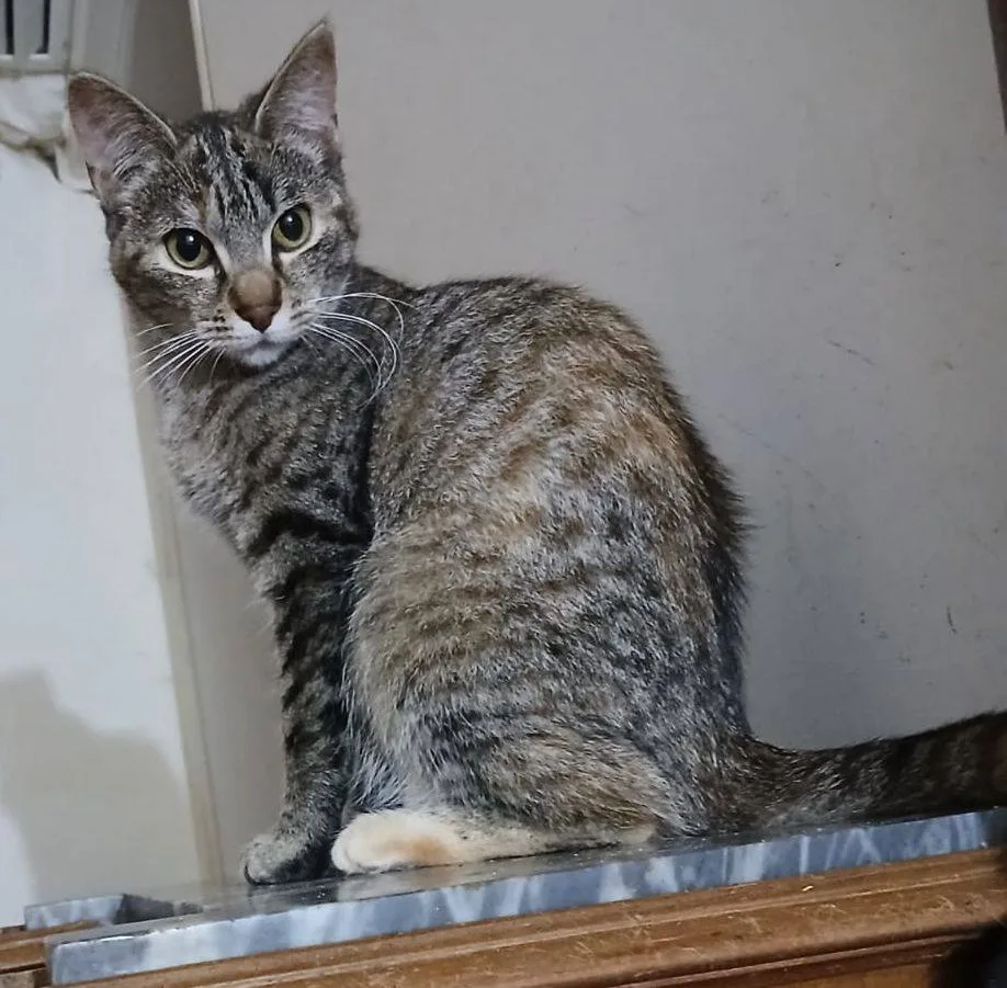 Nuria, gatto in adozione a Latina - foto 1