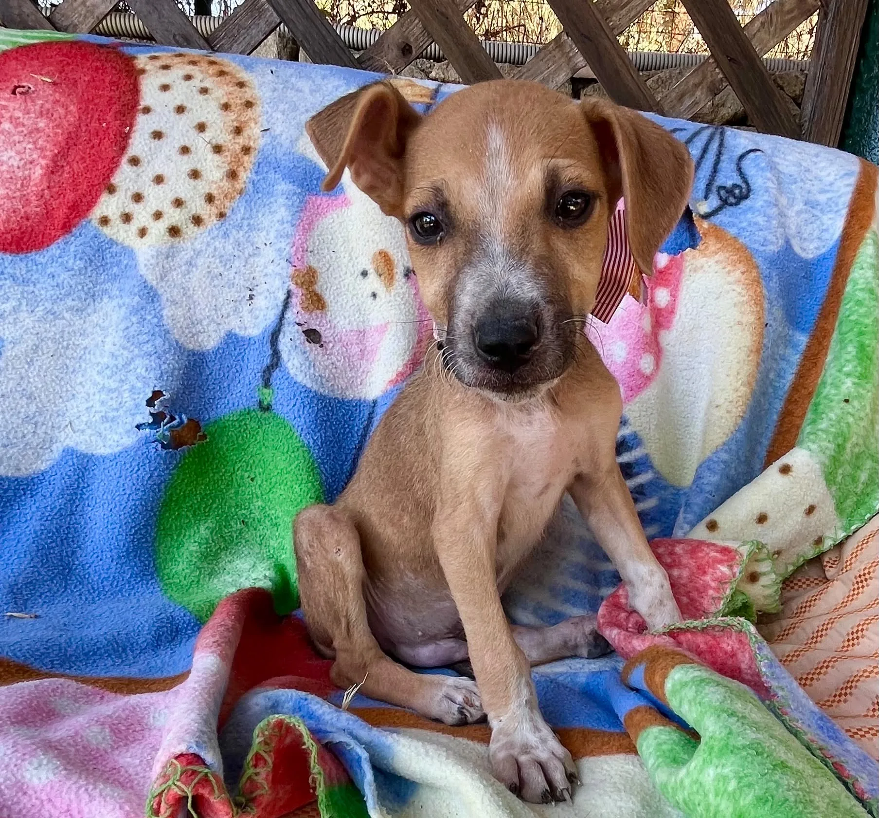Nox, cane Meticcia in adozione a Siracusa - foto 1