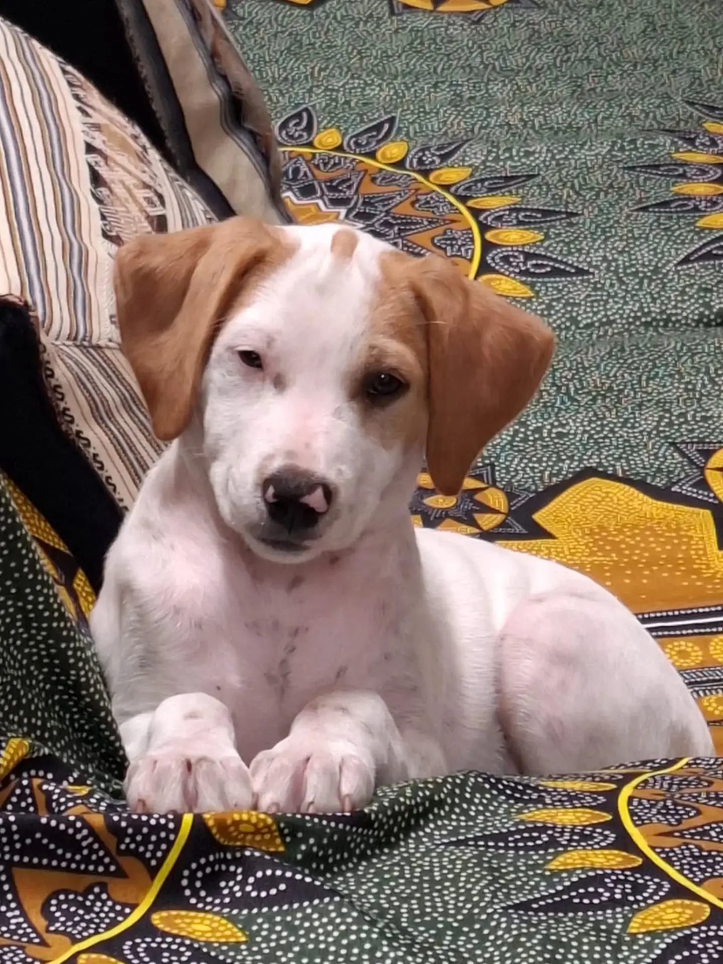 Vaniglia, cane meticcio in adozione a Latina - foto 2