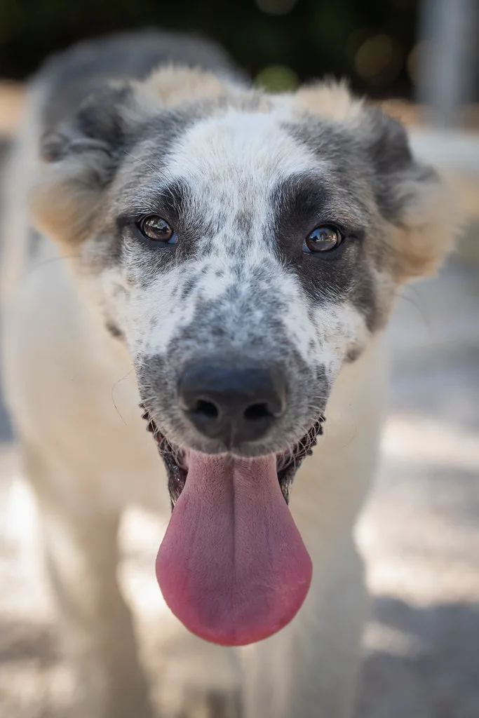 Lillo, cane Meticcio in adozione - foto 5