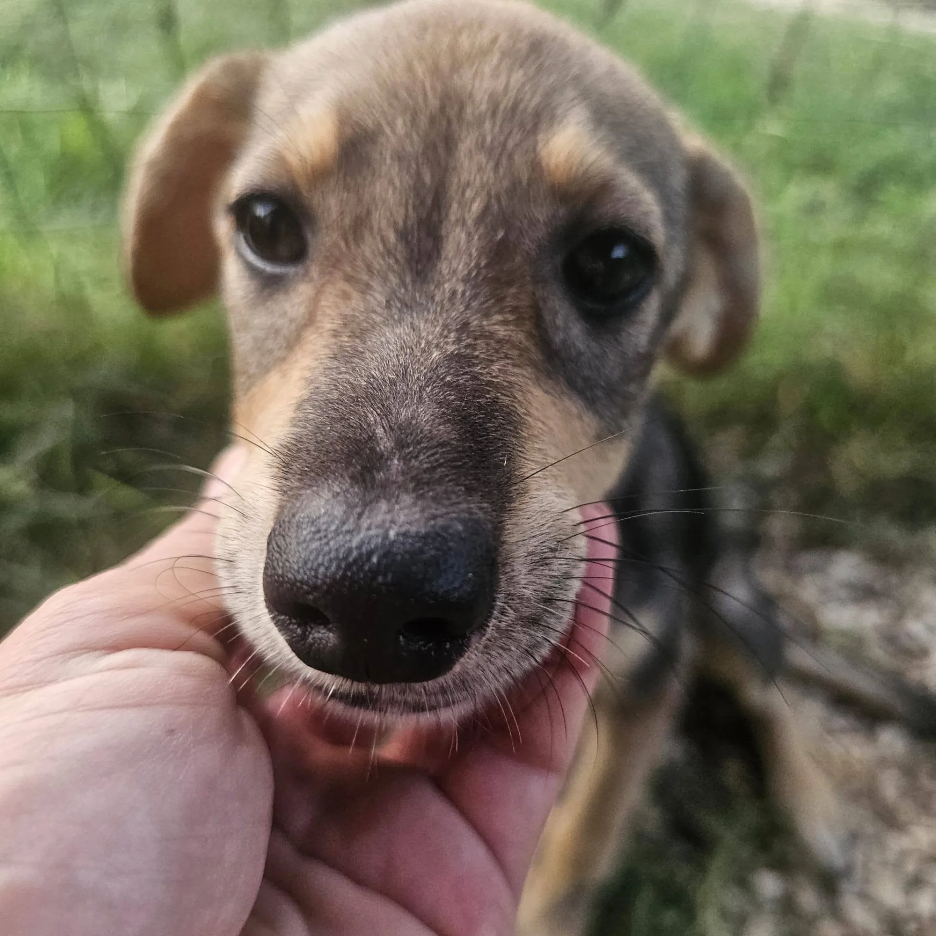 Agostina, cane meticcio in adozione a Latina - foto 3