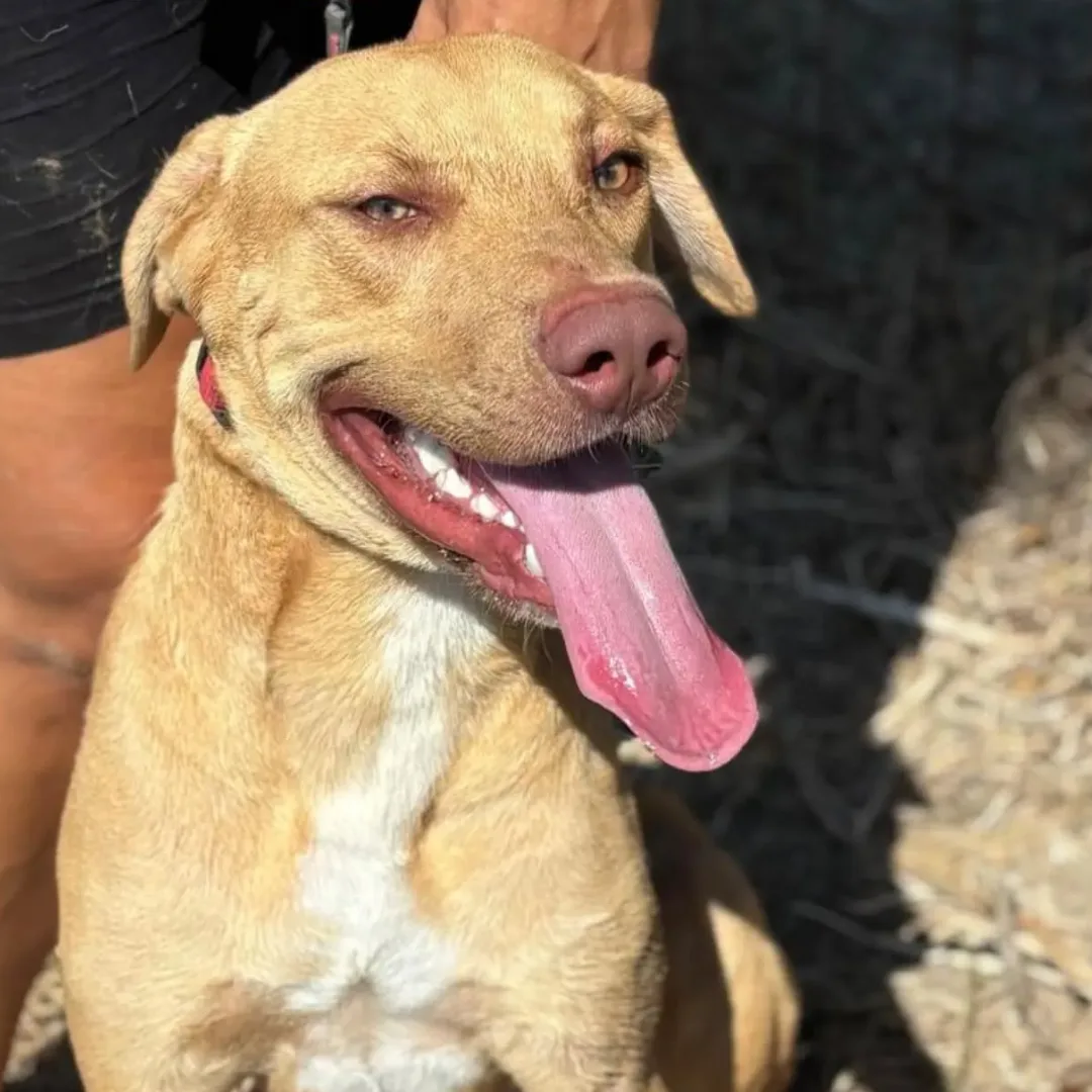 Severino, cane meticcio in adozione a Latina - foto 1