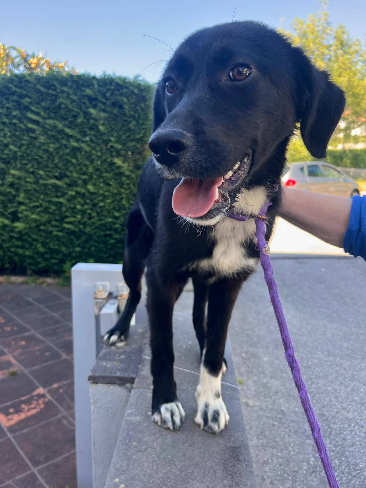 Ornella, cane meticcia in adozione a Cosenza - foto 5