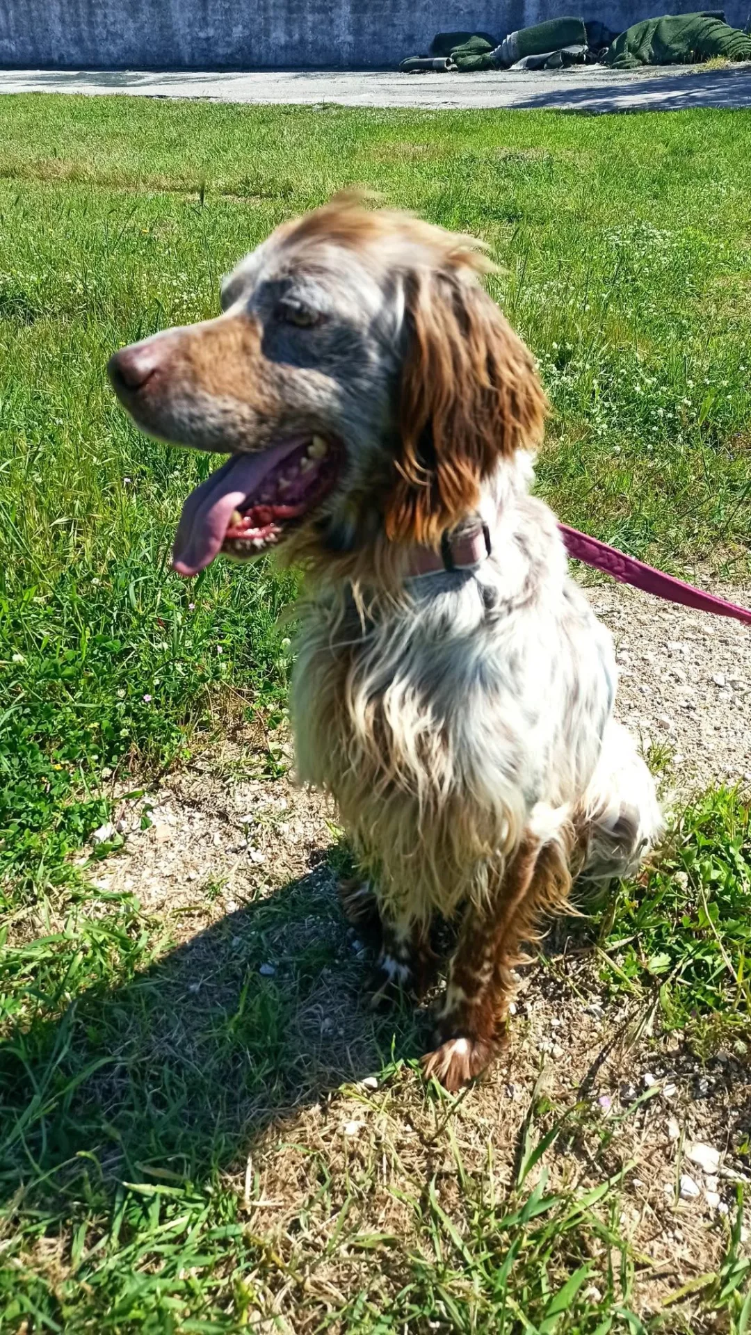 Ralph, cane setter inglese in adozione a Bari - foto 3