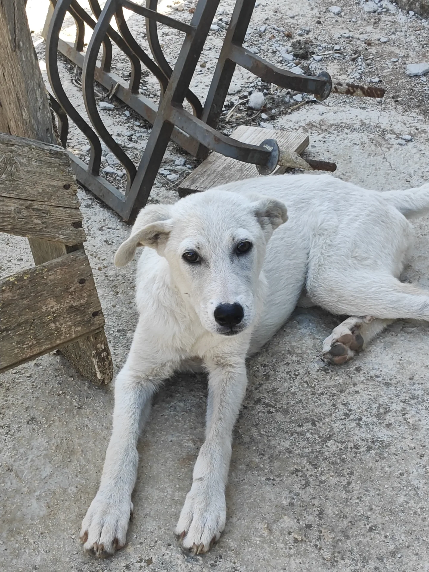 Blondie, cane Meticcio in adozione a Trapani - foto 2