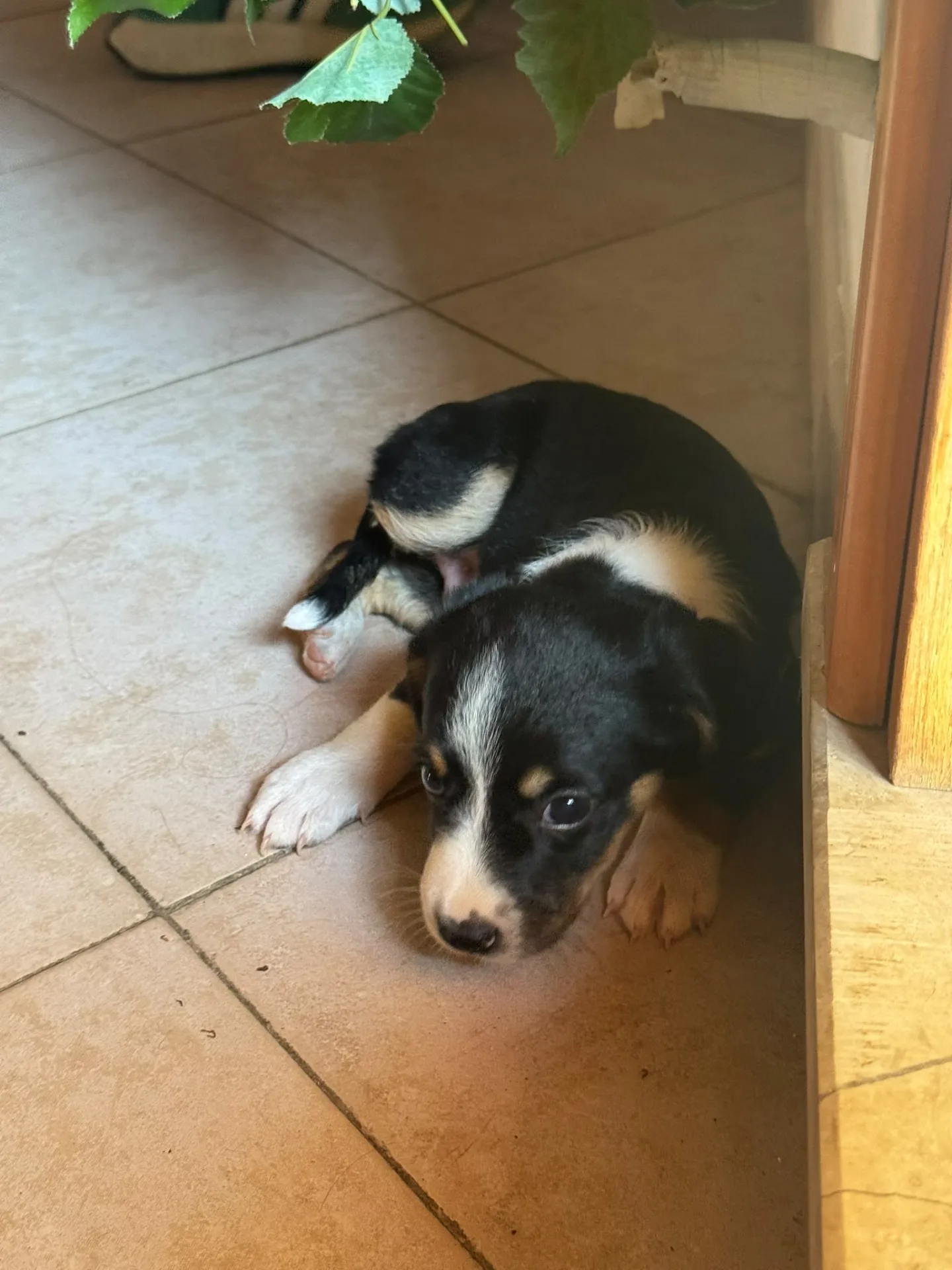 Blu, cane Meticcia in adozione a Siracusa - foto 4