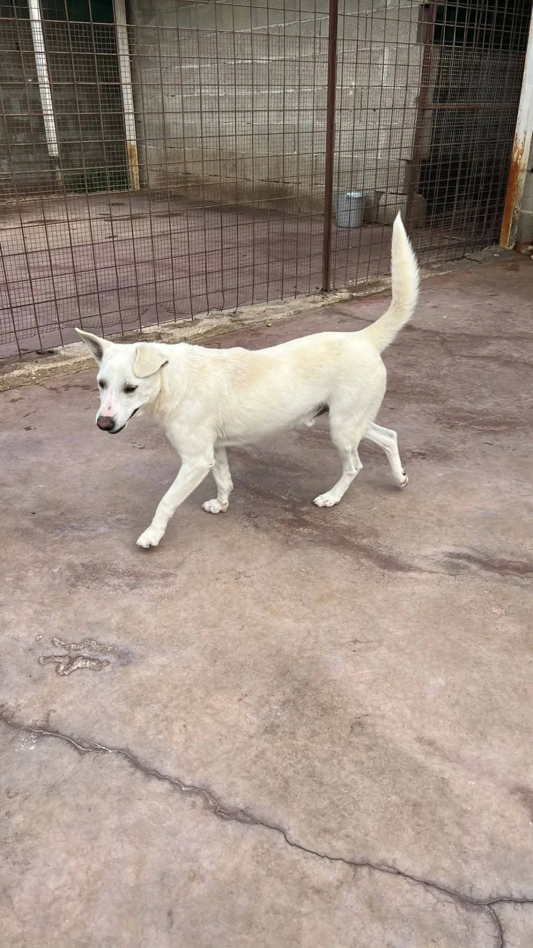 Oscar, cane in adozione a Siracusa - foto 2