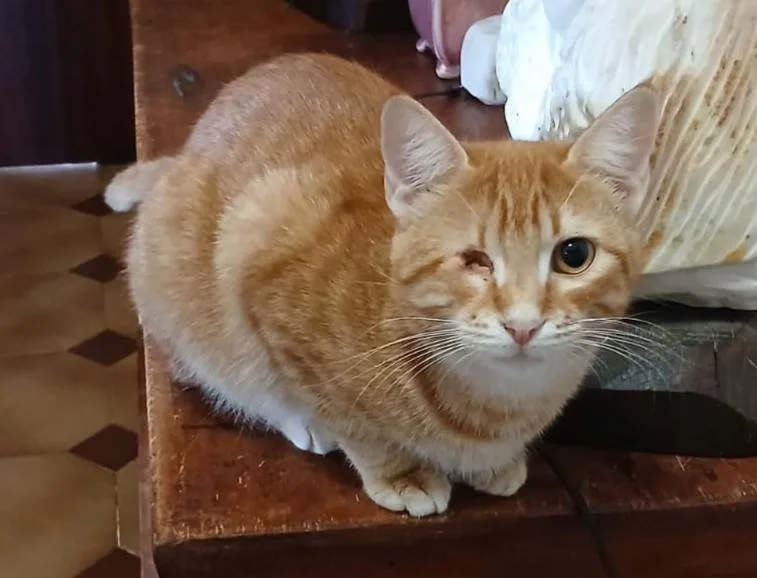 Milva, gatto in adozione a Latina - foto 1