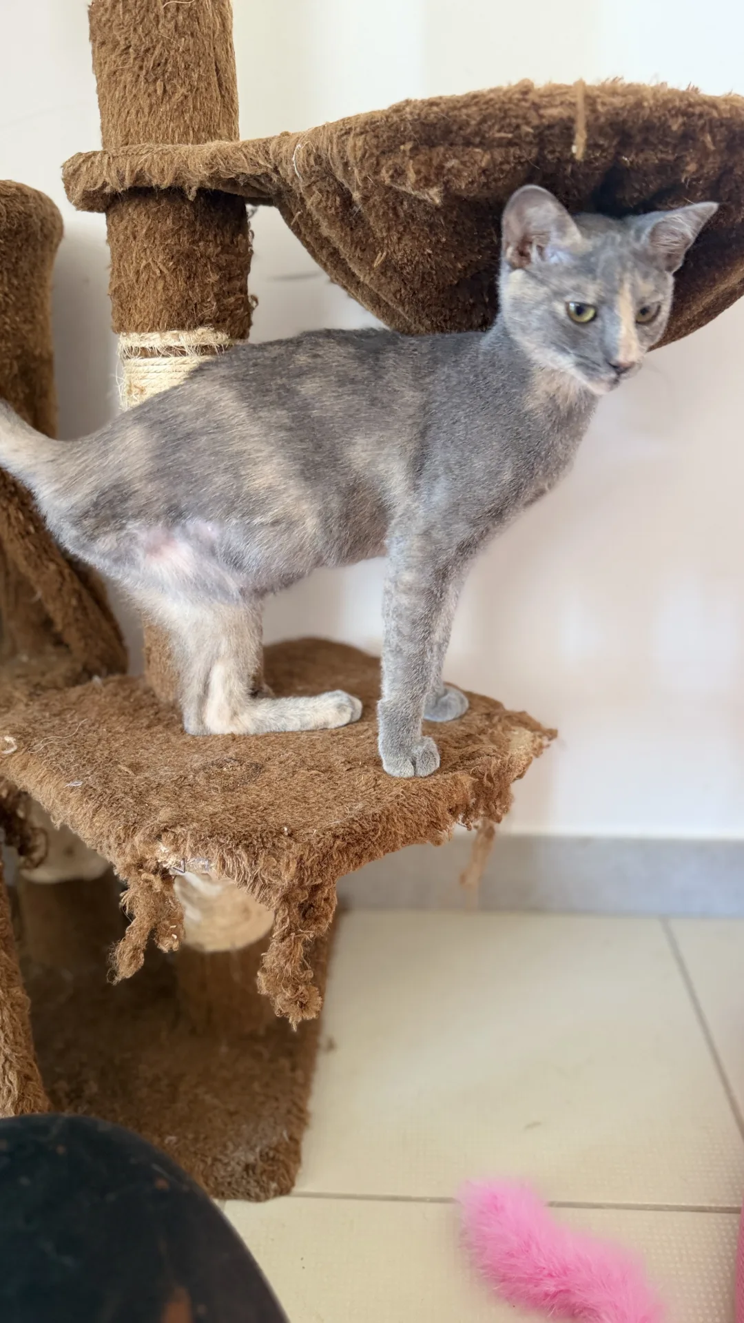 Micina, gatto Europeo in adozione a Bari - foto 5
