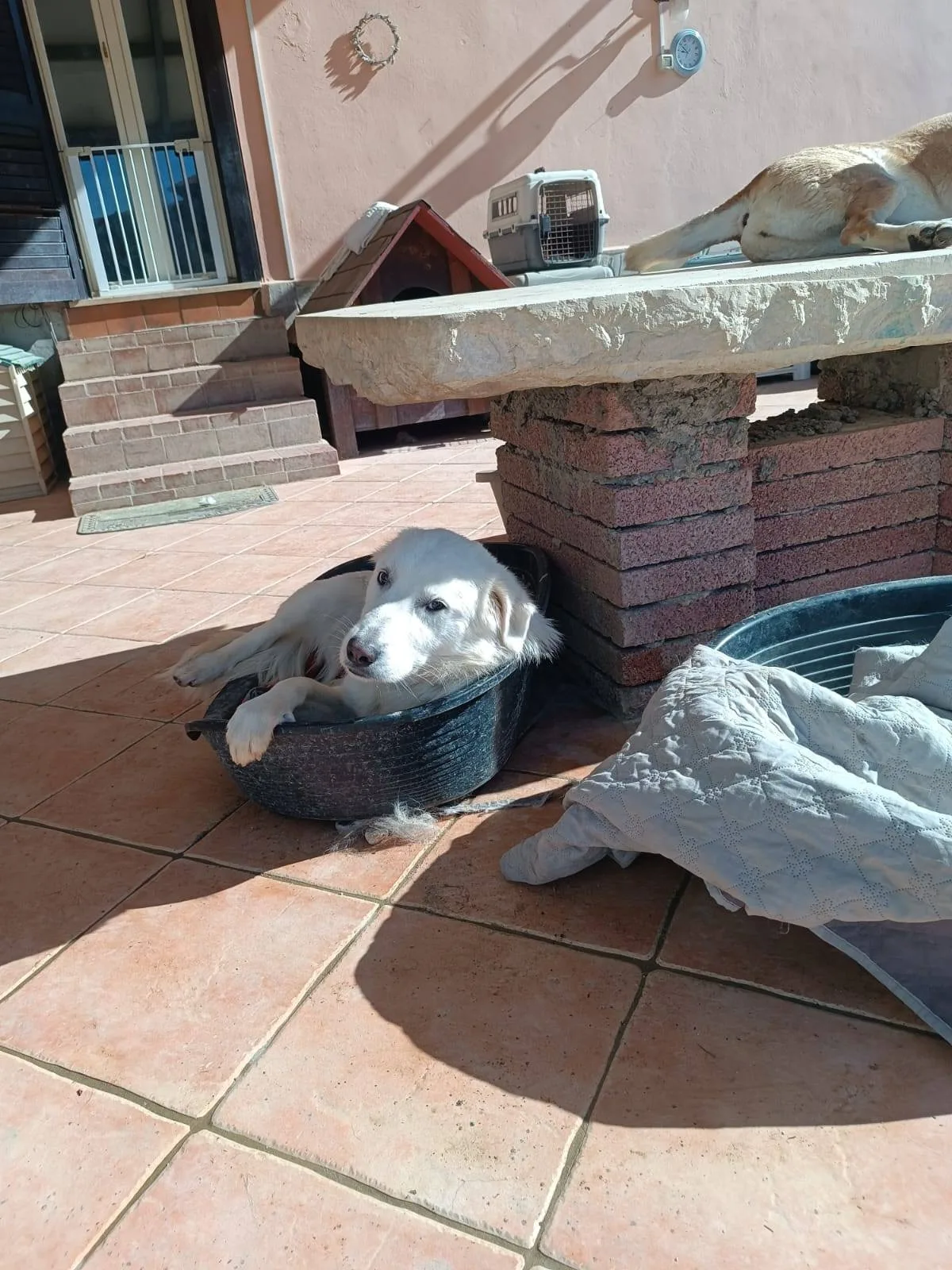 Nicolò, cane meticcio in adozione a Latina - foto 5