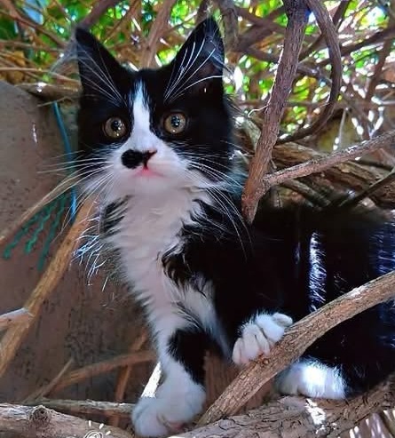 Felix, gatto Europeo in adozione