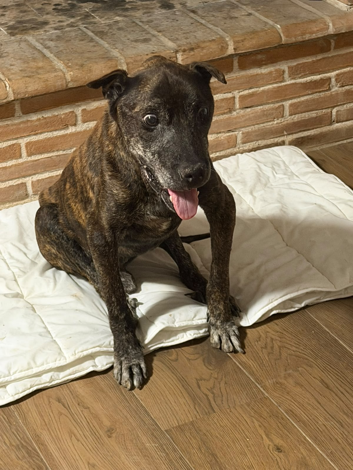 Foto 5 di Nerone, cane Pit Bull in adozione