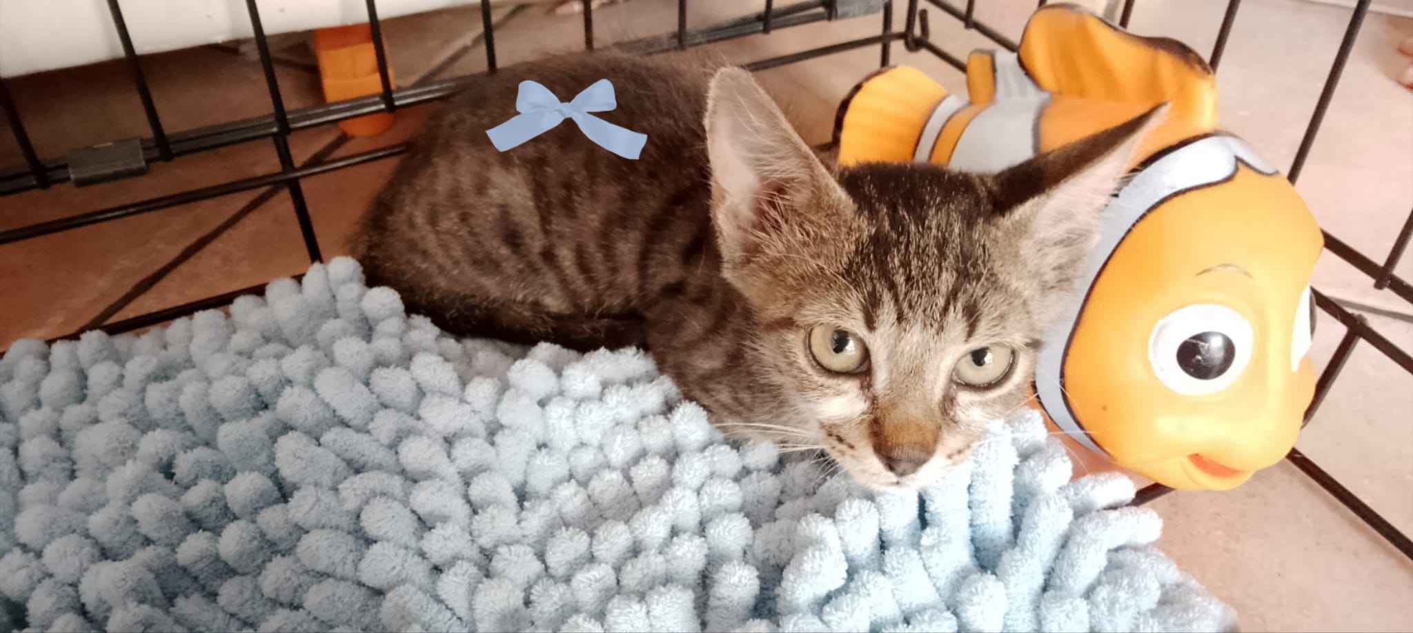 Joey, gatto europeo in adozione