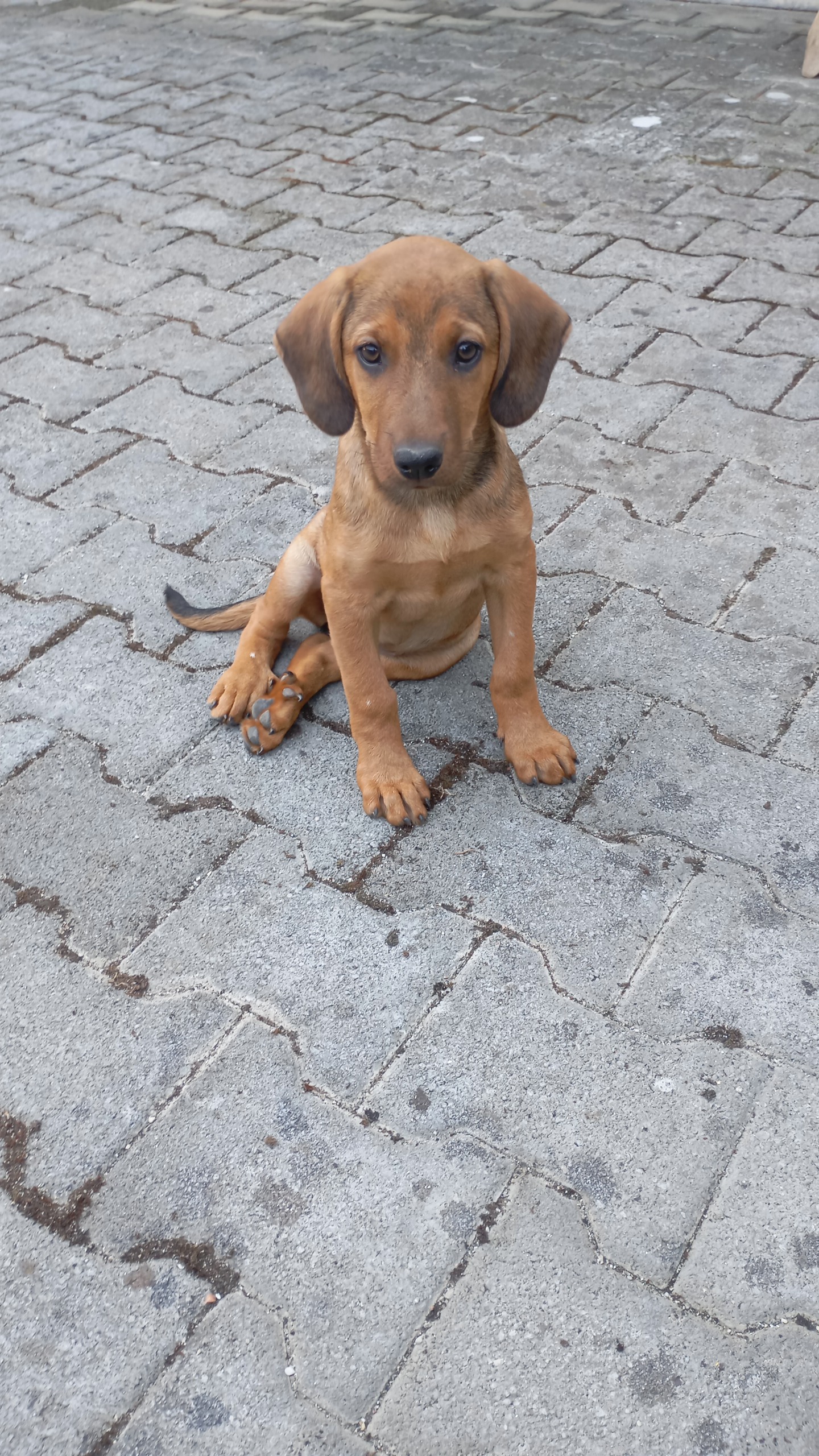 Foto 1 di Kelly, cane Segugio in adozione