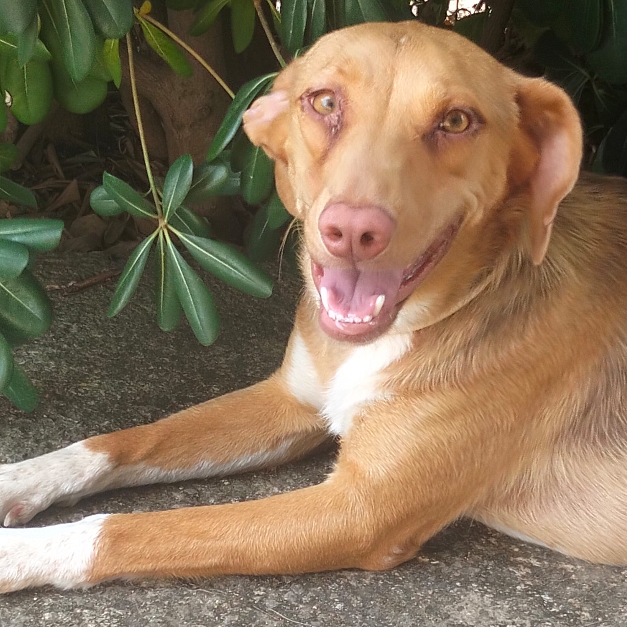JiJí, cane Mix Cirneco dell'Etna in adozione a Venezia - foto 1