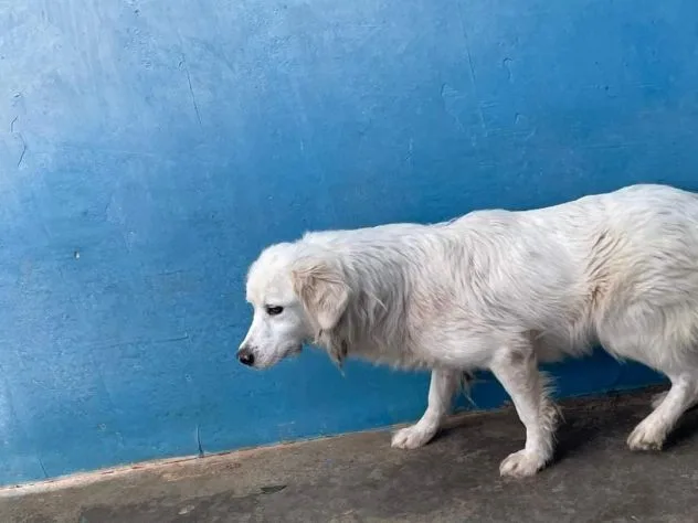 Claire, cane meticcio in adozione a Frosinone - foto 2