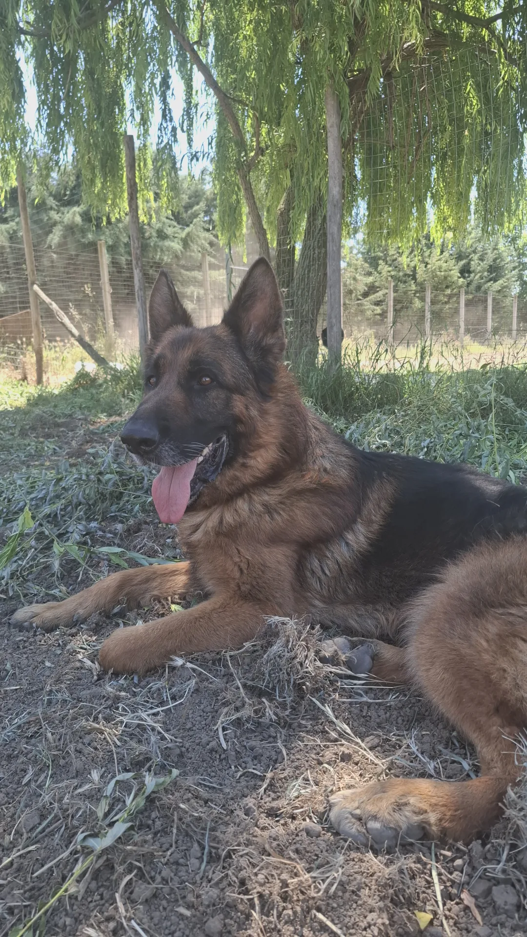 Kai, cane Pastore tedesco in adozione a Napoli - foto 1