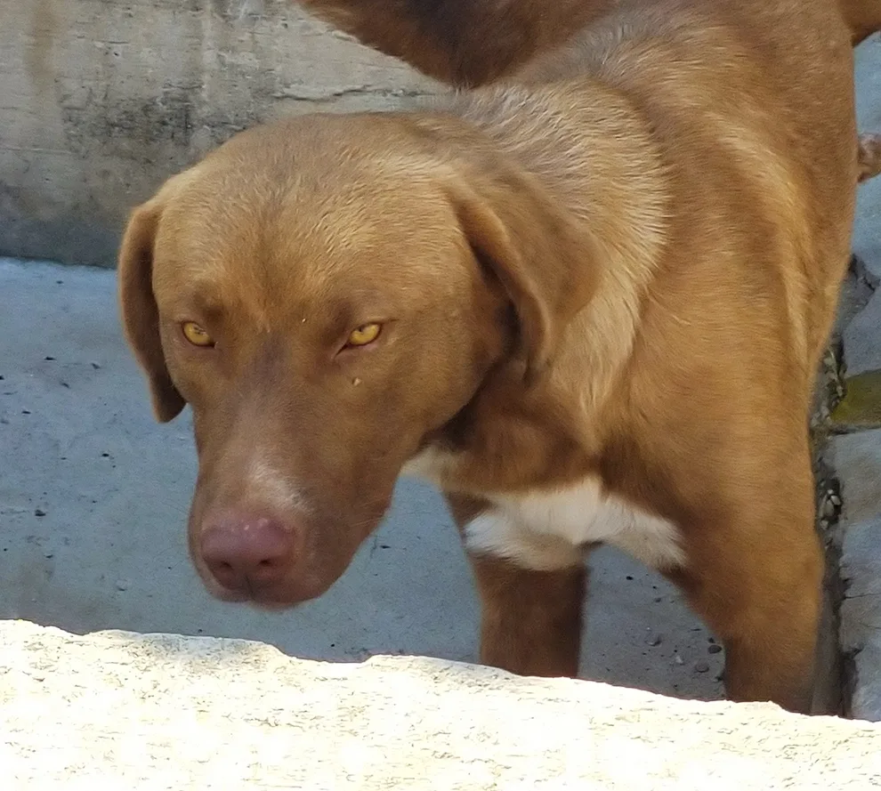 Balto, cane Meticcio in adozione a Pavia - foto 4