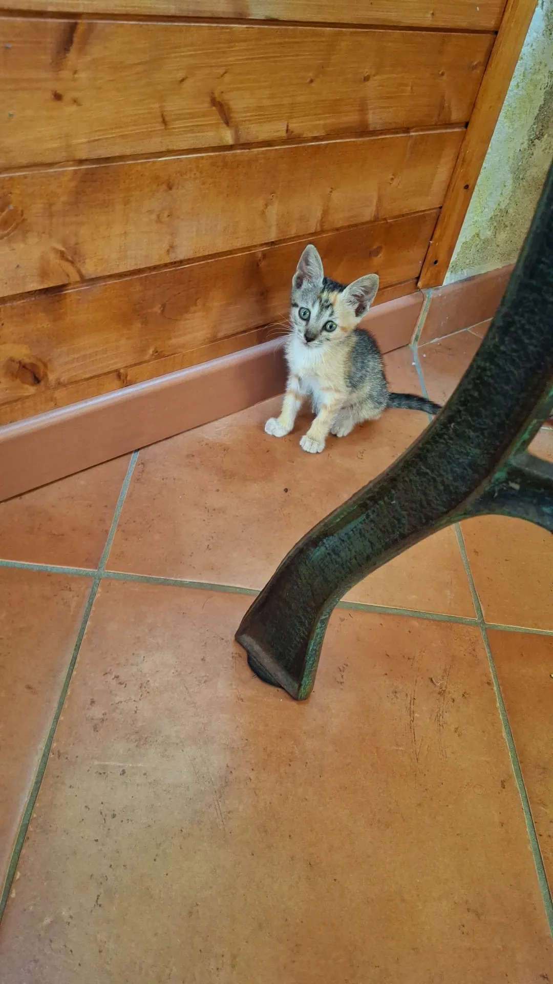 Maya, gatto Europeo in adozione a Trapani - foto 2